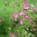 Cosmos bipinnatus 'Pipper Red'